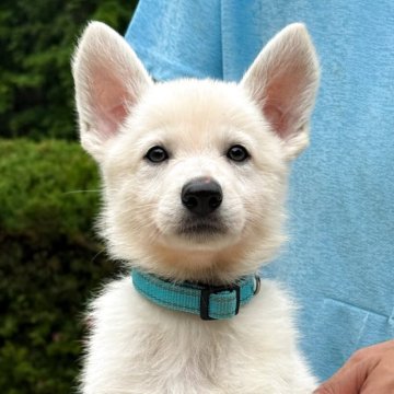 ホワイト・シェパード【三重県・女の子・2025年4月20日・ホワイト】の写真「ショートコートのホワシェパです✨」