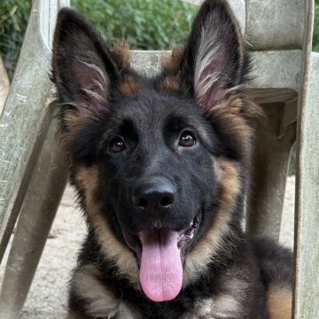 リサラーソン　ジャーマンシェパードブラック リサラーソン シェパード2体セット オールブラック 犬の置物