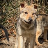 チェコスロバキアン・ウルフドッグ