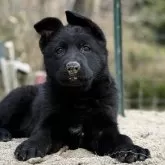 ジャーマン・シェパード・ドッグ【三重県・女の子・2024年11月19日・ブラック】の写真1