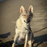 チェコスロバキアン・ウルフドッグ