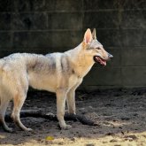 チェコスロバキアン・ウルフドッグ