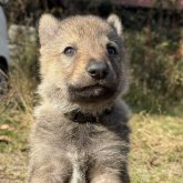 チェコスロバキアン・ウルフドッグ