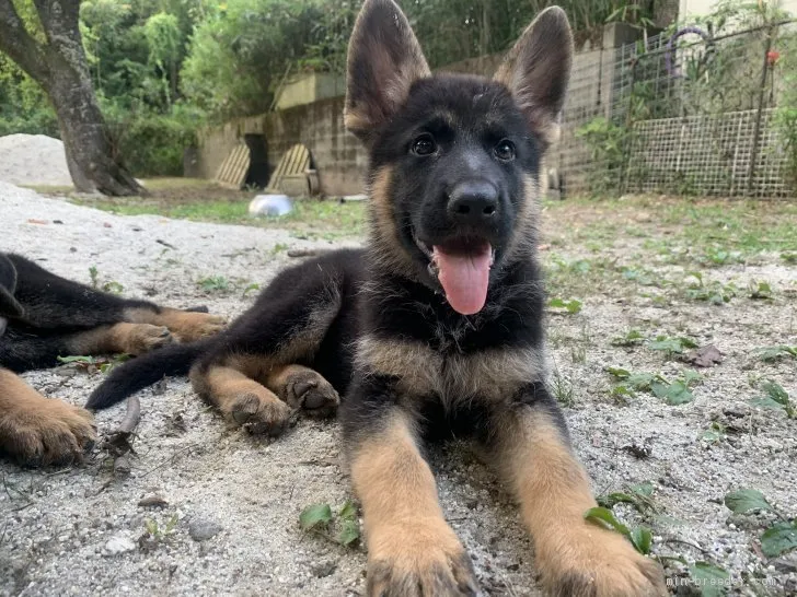 A.K 様のお迎えした子犬