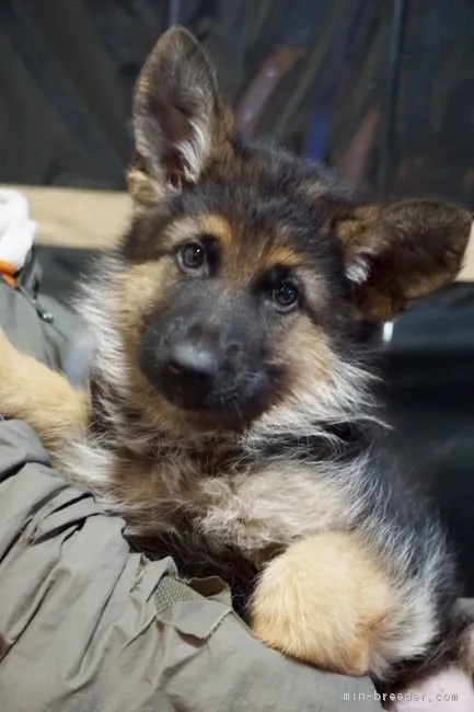 km 様のお迎えした子犬