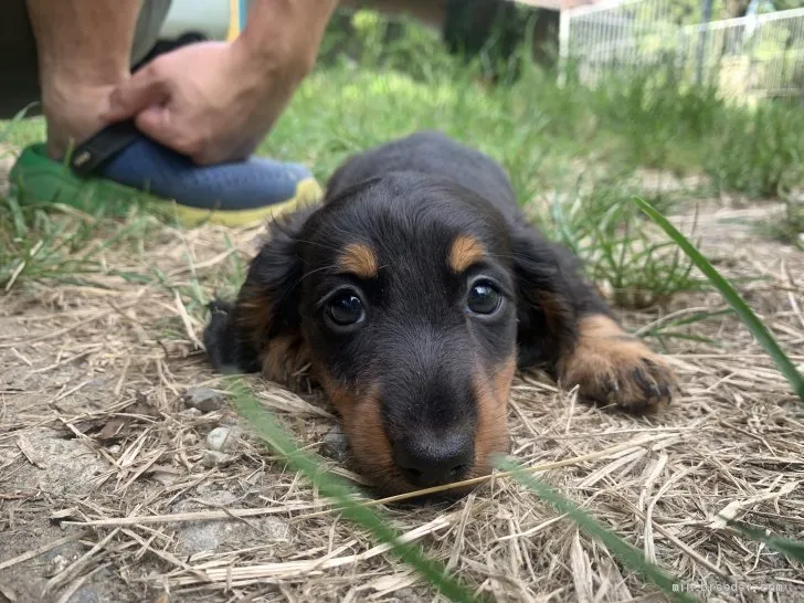 ダンボ 様のお迎えした子犬