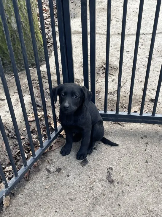 ID:2202-02513の子犬