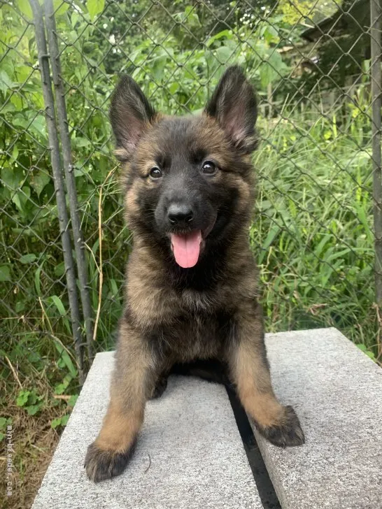まゆちゃん 様のお迎えした子犬