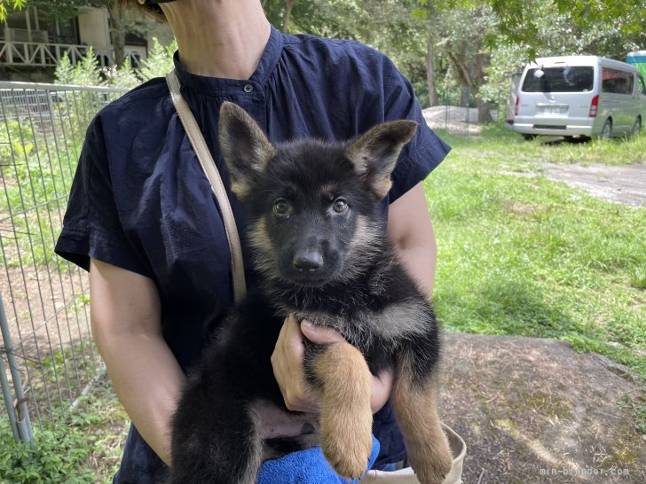 ジャーマン シェパード ドッグ 三重県 男の子 21年6月8日 ブラックタン 可愛い男の子 みんなのブリーダー 子犬id 2108