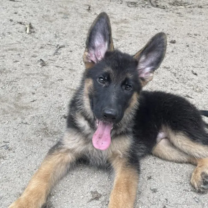 ID：2306-04383の子犬