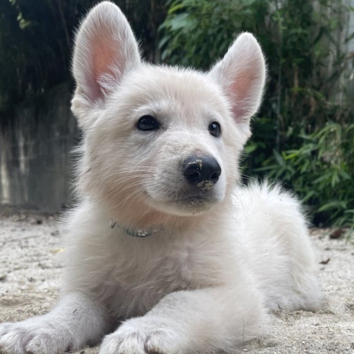 犬柄 シルク100 大判 スカーフ 88cm 茶 ベージュ 白 ドッグ