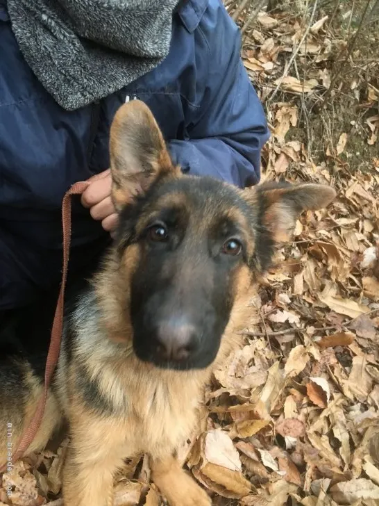 アズ 様のお迎えした子犬