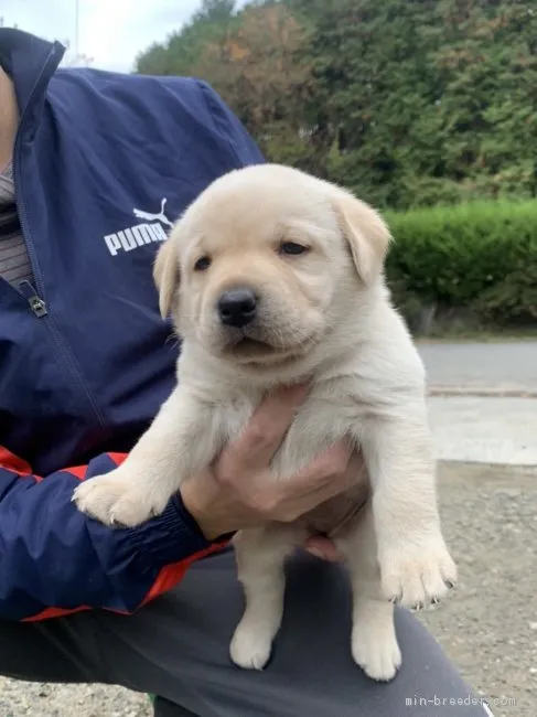 ID：2011-01350の子犬