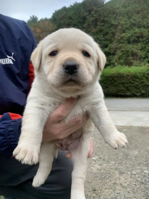 ID：2011-01349の子犬