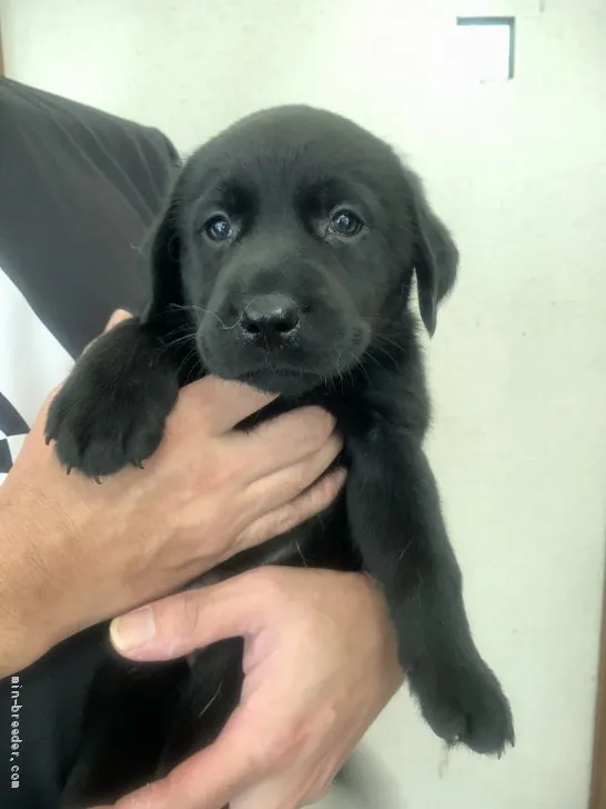 ID：2008-02827の子犬