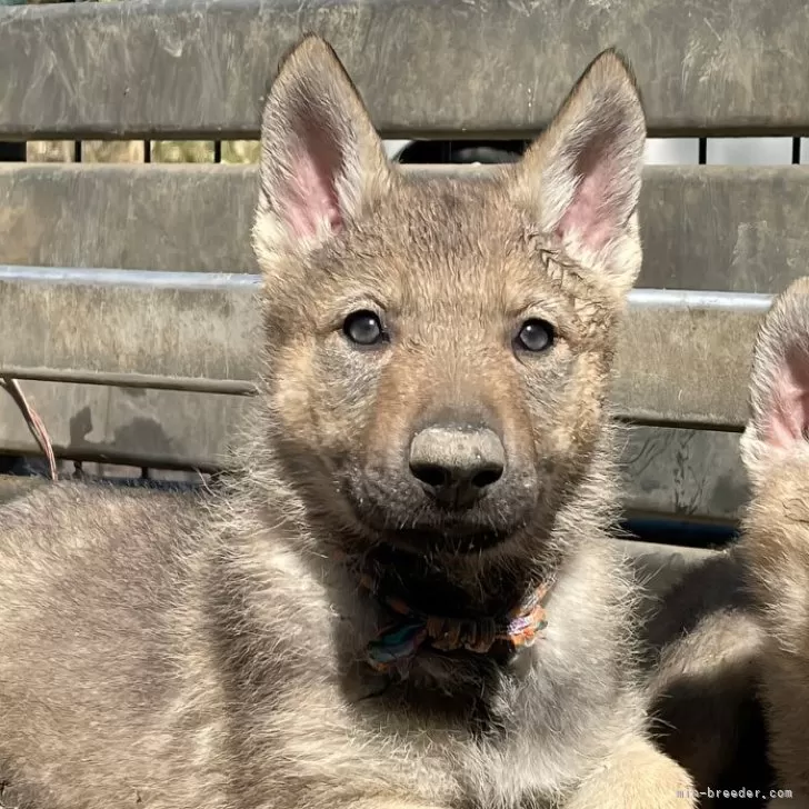 ちょんはく 様のお迎えした子犬