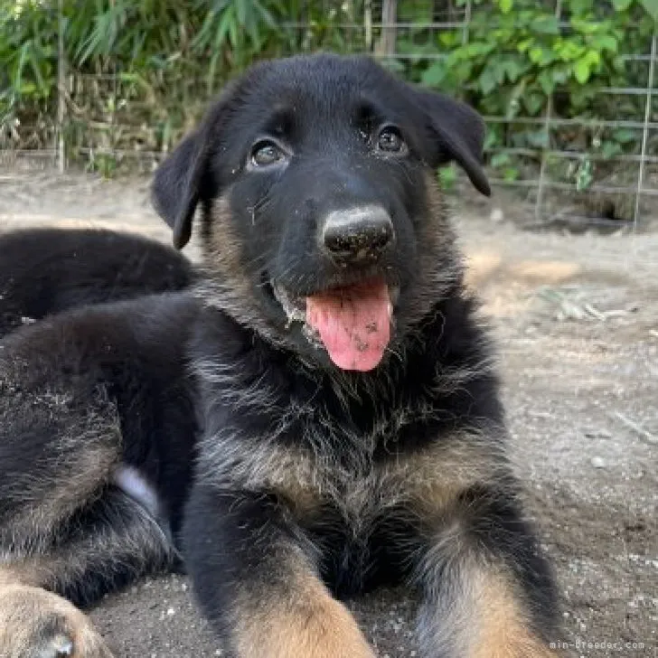 かんにん 様のお迎えした子犬