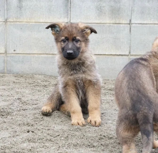 km 様のお迎えした子犬