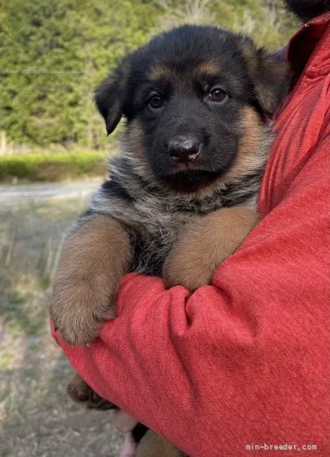 mtomo 様のお迎えした子犬