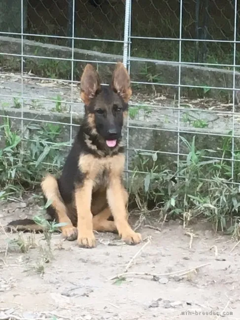 ID:1706-01241の子犬