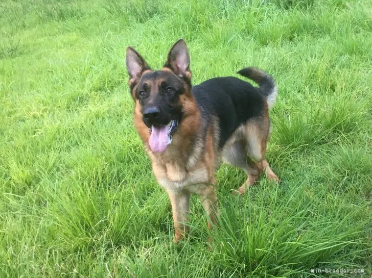 ID:1704-02233の子犬