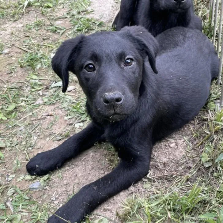 ID:2205-00182の子犬