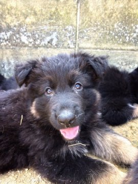 ジャーマン・シェパード・ドッグ【三重県・男の子・2015年8月19日・ブラックタン】の写真「長毛 外産系IPO訓練血統の男の子♪」