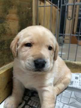 ラブラドールレトリバー【三重県・男の子・2015年5月18日・イエロー】の写真「コロコロの可愛い緑くん」