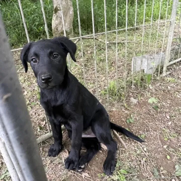 ID:2205-00183の子犬