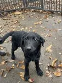ラブラドールレトリバー【三重県・女の子・2021年7月19日・ブラック】の写真2