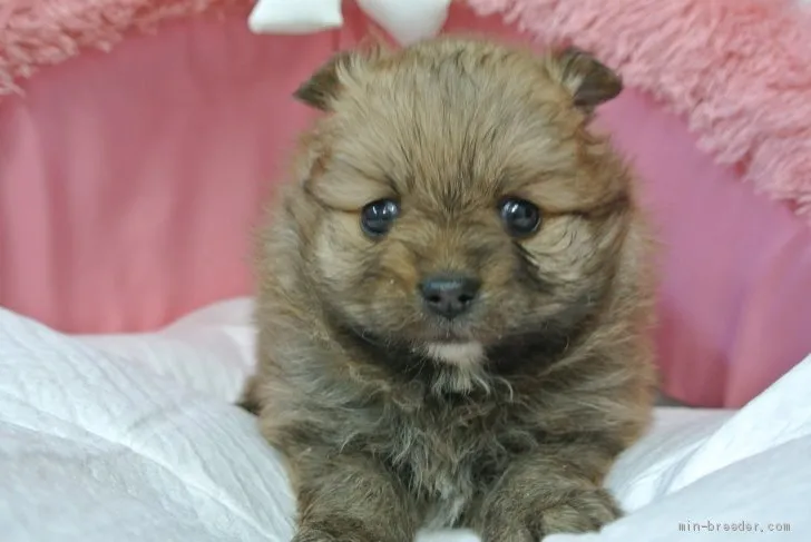 ID：2001-00087の子犬