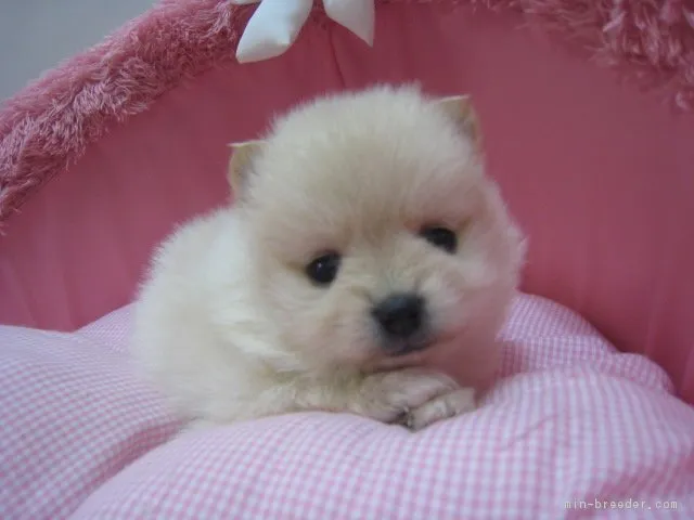 ID:1802-00210の子犬