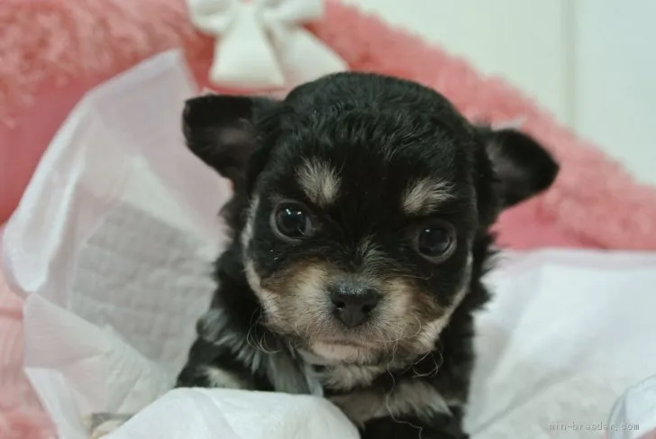 ID:2003-00522の子犬