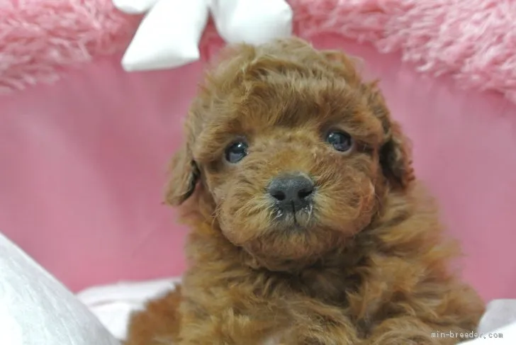 ID:2101-00826の子犬