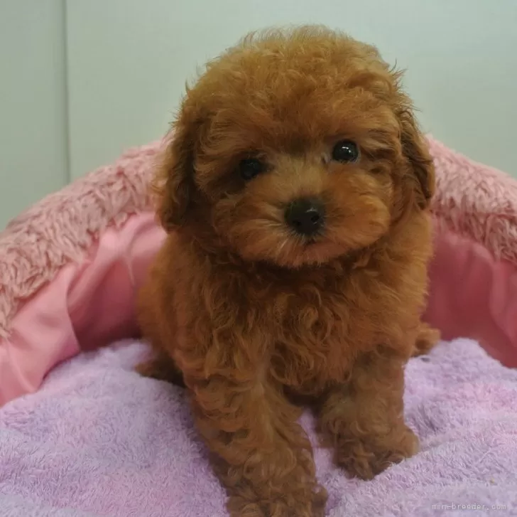 H.K 様のお迎えした子犬