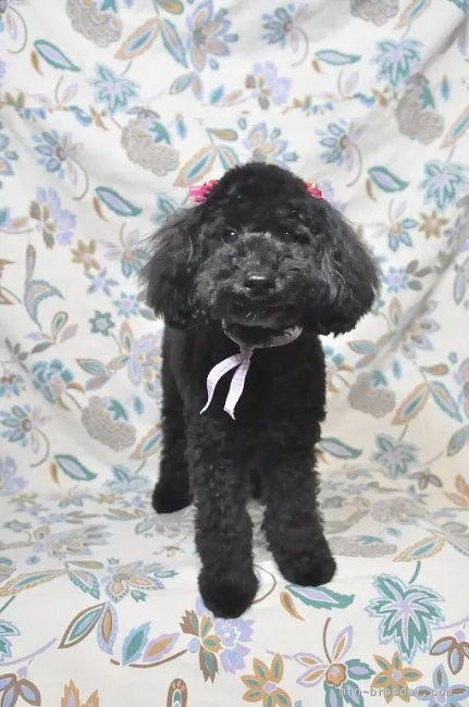 プリンセスのママン 様のお迎えした子犬