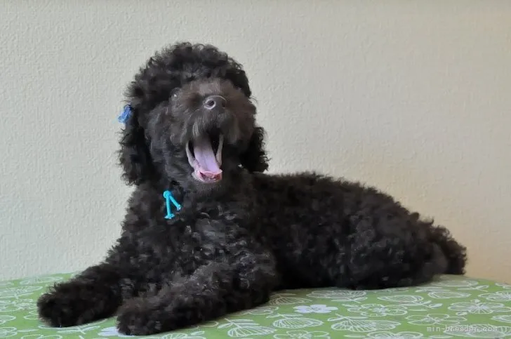 チアキ 様のお迎えした子犬