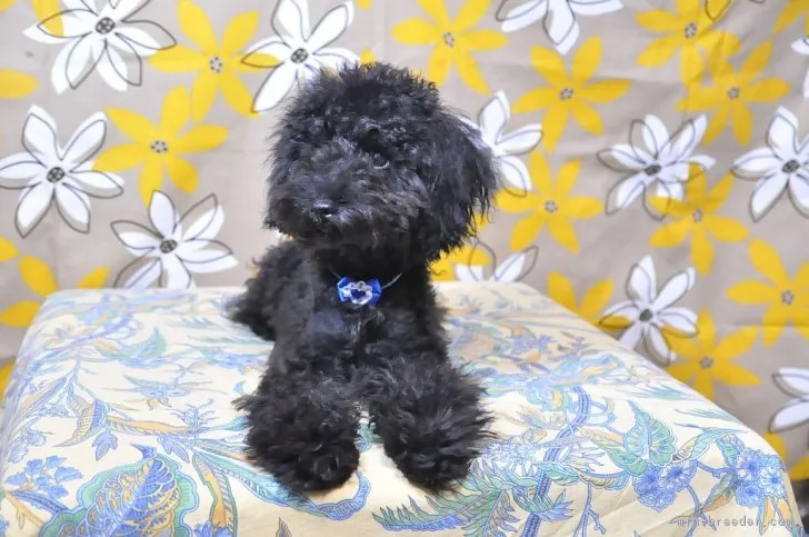 ID：1810-02599の子犬