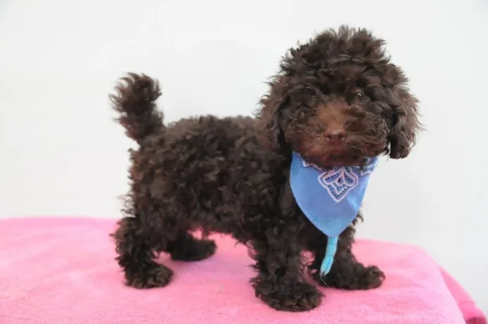 ID:1401-01159の子犬
