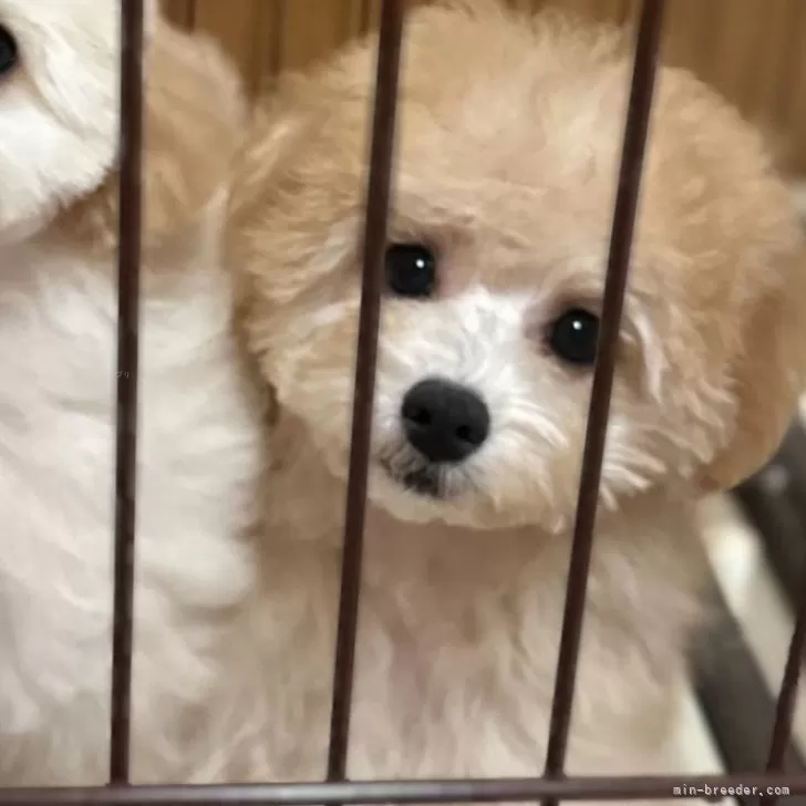 ID:2506-02222の子犬