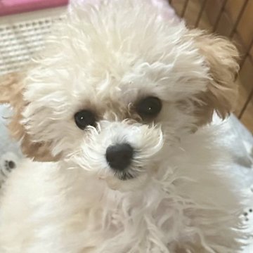 ティーカッププードル【三重県・女の子・2025年4月11日・クリーム】の写真「とってもお顔の可愛い美人な女の子です♡」