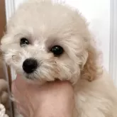 ティーカッププードル