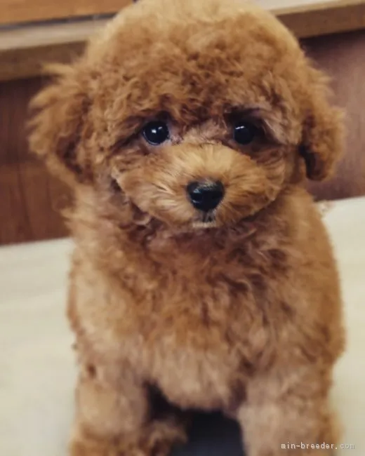 ID:1810-02474の子犬