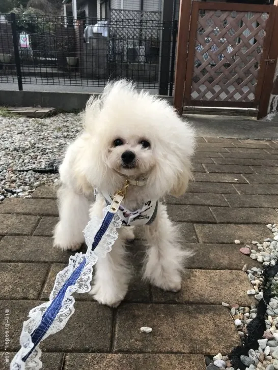 ティノ君ママ 様のお迎えした子犬