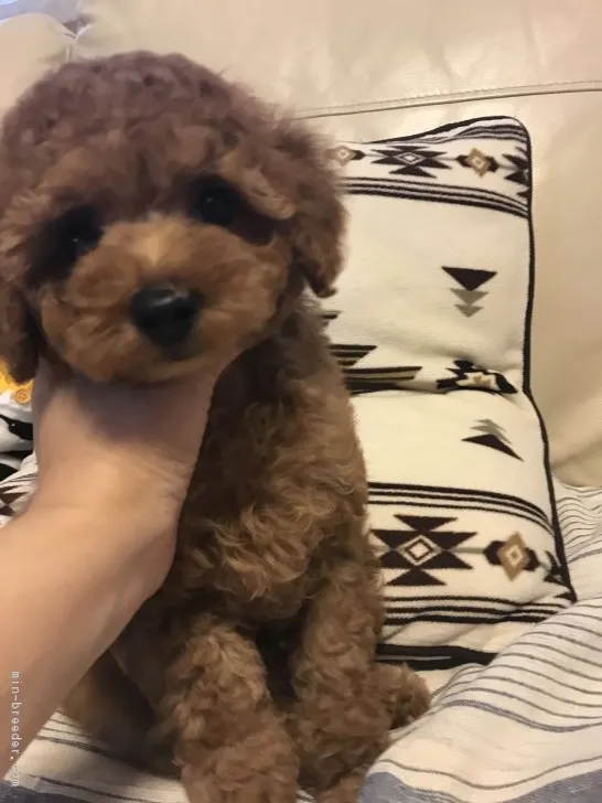 ID:1705-01264の子犬