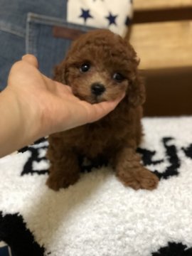 トイプードル(タイニー)【三重県・男の子・2019年6月21日・レッド】の写真「綺麗なレッドの可愛い僕です。
お鼻短く可愛いです」