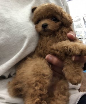トイプードル(ティーカップ)【三重県・男の子・2019年3月17日・レッド】の写真「小顔の小さいとっても可愛い男の子です！」