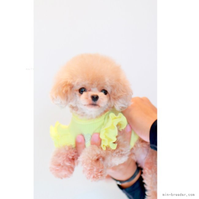 三ツ井　和代(みつい　かずよ)ブリーダー(栃木県・トイプードルなど・JKC登録)の紹介写真1