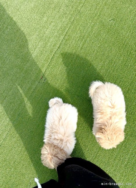 三ツ井　和代(みつい　かずよ)ブリーダー(栃木県・トイプードルなど・JKC登録)の紹介写真7