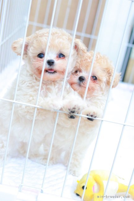 三ツ井　和代(みつい　かずよ)ブリーダー(栃木県・トイプードルなど・JKC登録)の紹介写真8